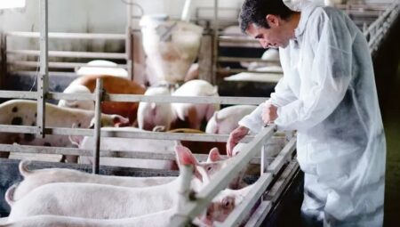 En el campo advierten que hoy no es negocio producir carne de cerdo, cayó un 2,4% interanual imagen-4
