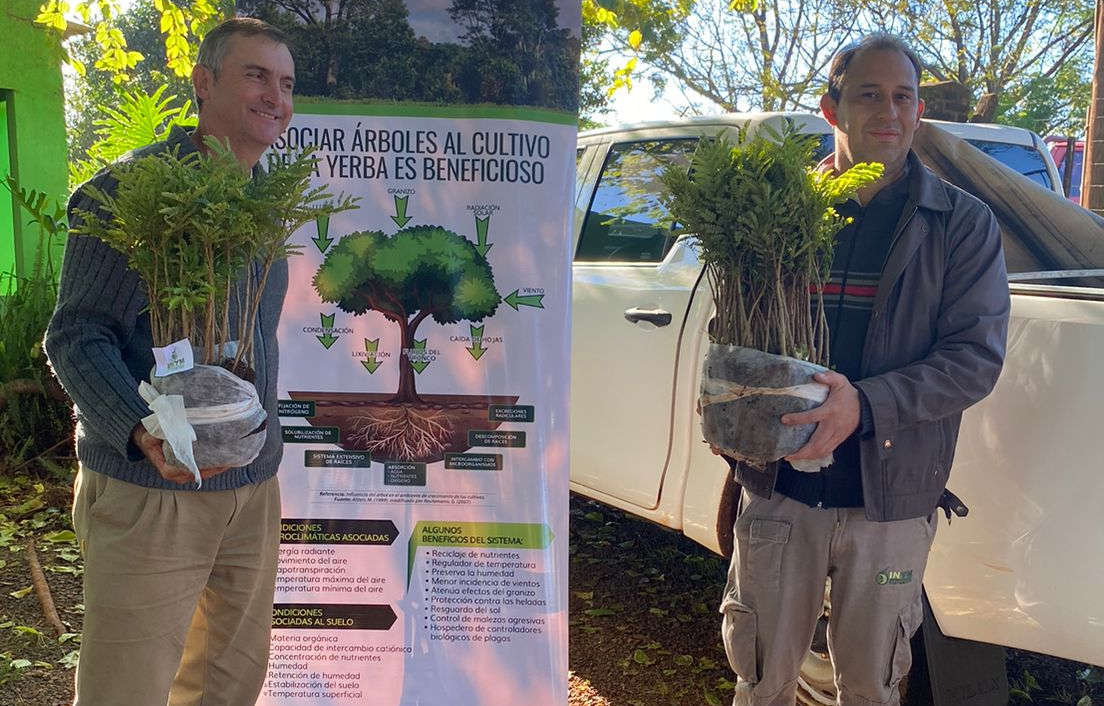 Hay casi 30 mil hectáreas de cobertura arbórea en yerba mate: un aporte a la conectividad de la Selva Paranaense imagen-6