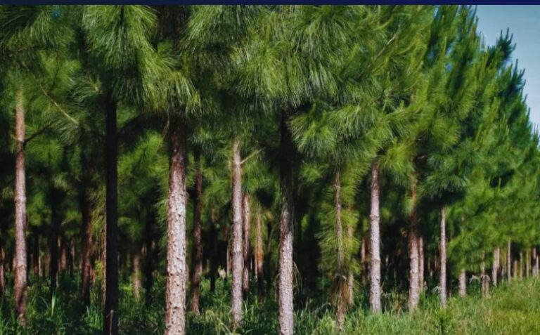 Legislatura creó el Programa Provincial de Acceso a Certificaciones Forestales imagen-24