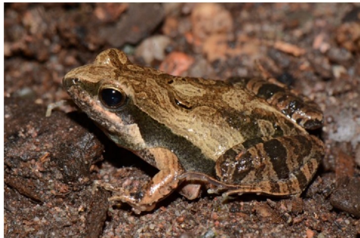 Investigadores de Exactas describen nueva especie de rana en Misiones imagen-10