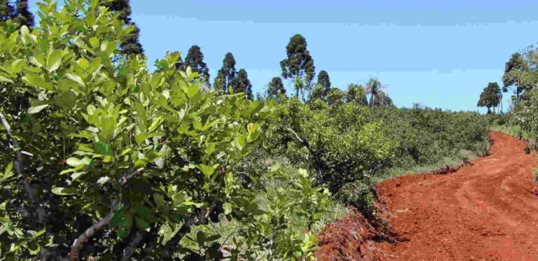 La Ruta de la Yerba Mate: Destino recomendado por medios digitales para este fin de semana XXL imagen-46