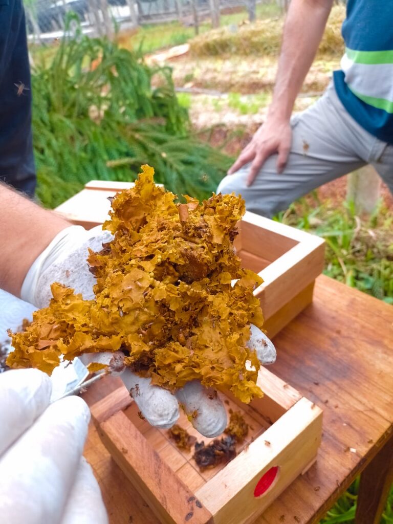 Fiesta Provincial de la Meliponicultura en Capioví: Lanzan Concurso de Mieles de Abejas Nativas en Misiones imagen-17