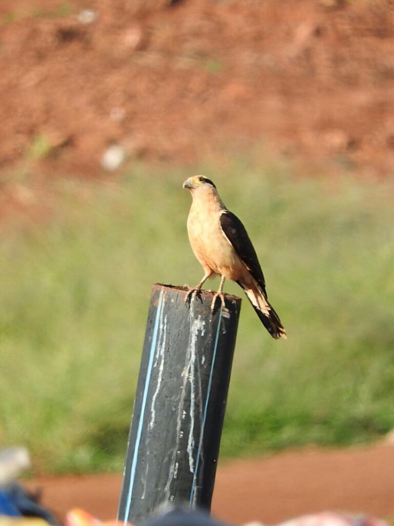 Iprodha, Aesa y Aves Argentinas trabajan en la restauración ambiental en rellenos sanitarios imagen-27