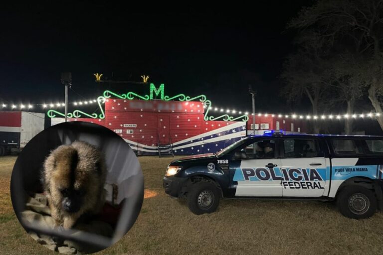 Rescataron a una mona Carayá de un circo en Córdoba imagen-26