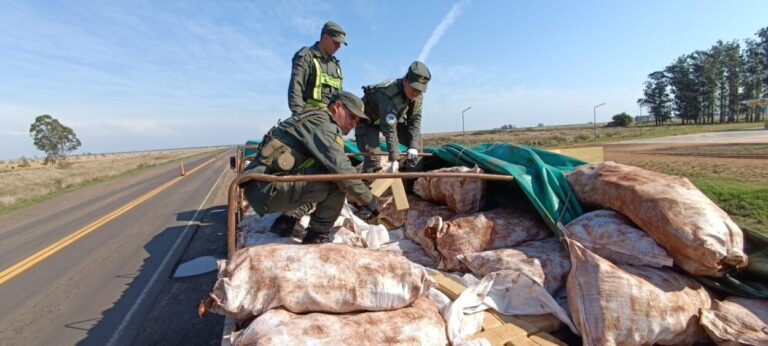 GNA secuestró más de seis toneladas de marihuana ocultas en un cargamento de mandioca imagen-42