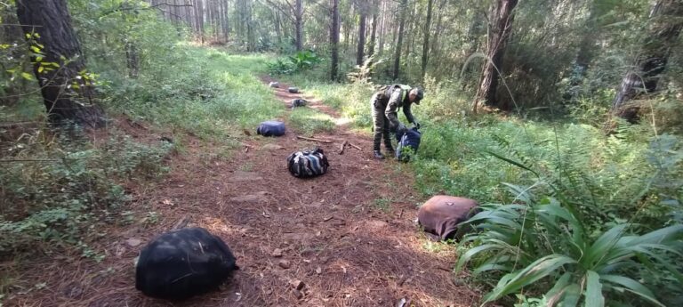 Patrulla de gendarmes encuentra 278 kilos de marihuana en zona de monte Patrulla de gendarmes encuentra 278 kilos de marihuana en zona de monte imagen-47