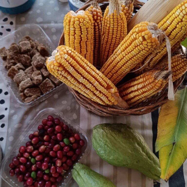 Esta semana, la Feria de Semillas y Talleres de Producción Agroecológica en Roca imagen-21