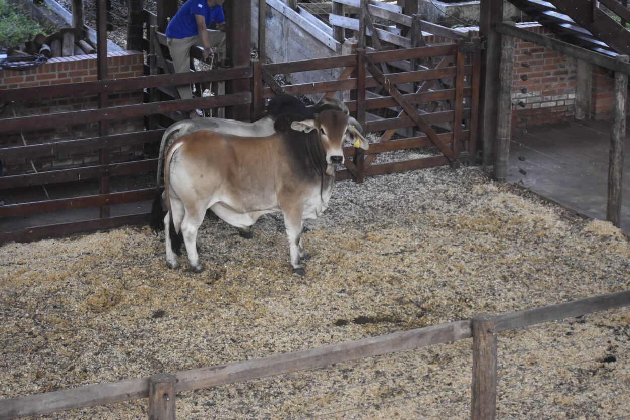 Montecarlo: más de 500 cabezas de ganado vendidas en el 4to Remate Provincial de reproductores imagen-6