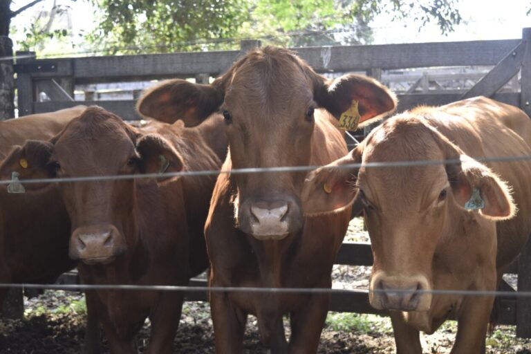 Montecarlo: más de 500 cabezas de ganado vendidas en el 4to Remate Provincial de reproductores imagen-1