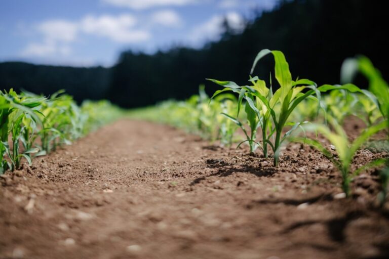 Se reunirán para constituir la Mesa Agroalimentaria y potenciar la economía local imagen-50