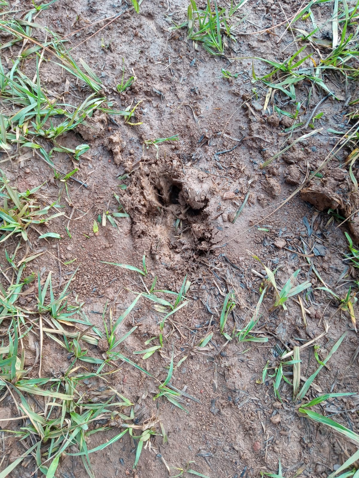 Por la muerte y desaparición de animales por posible ataque felino, personal policial y de Defensa del Medio Ambiente realizan operativo conjunto en Guaraní imagen-2