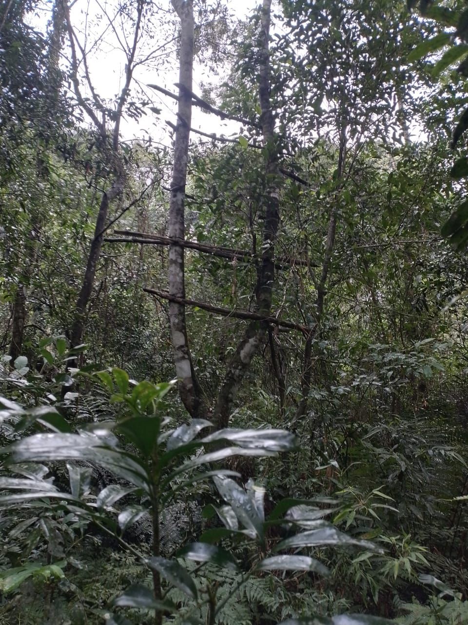 Descubren y destruyen estructuras montadas por cazadores furtivos en Puerto Península imagen-2