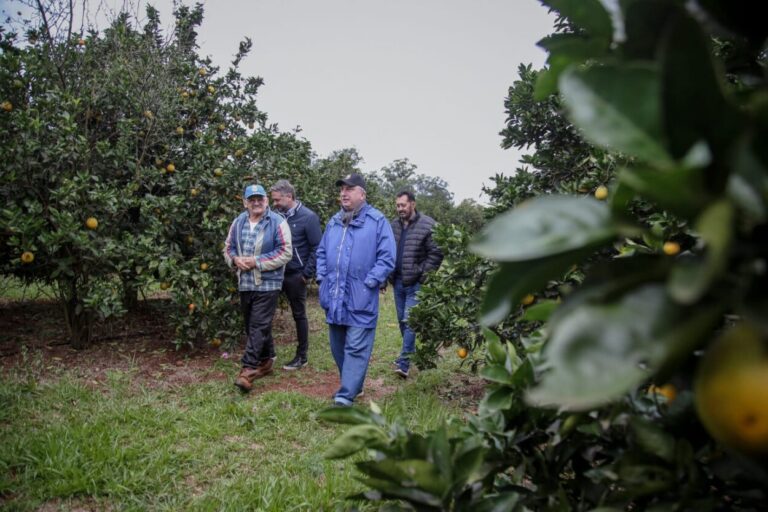 Misiones respalda el desarrollo de la producción orgánica, destacan imagen-45