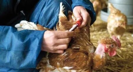 Primera muerte humana por Gripe Aviar en el mundo: qué escenario se espera luego de la ratificación de la OMS Primera muerte humana por Gripe Aviar en el mundo: qué escenario se espera luego de la ratificación de la OMS imagen-2