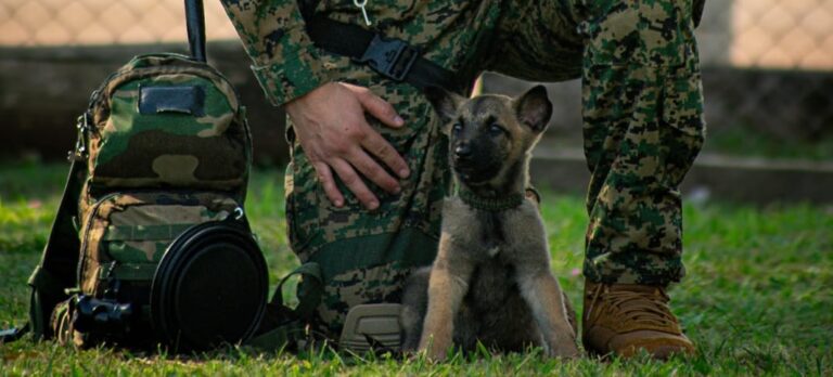 La comunidad virtual eligió "Cartucho" como nombre para el agente canino del G.O.E imagen-14