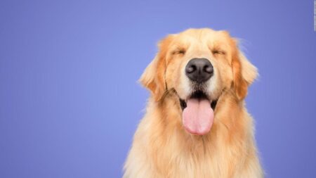 Día Nacional del Perro: ¿por qué se celebra cada 2 de junio en Argentina? imagen-2