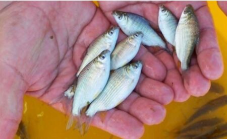 Misiones impulsa la actividad piscícola promoviendo el consumo de pescado de cultivo imagen-4
