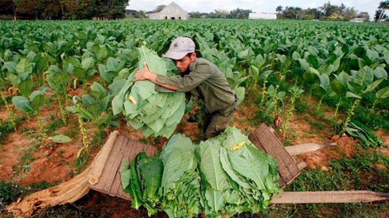 FET: estiman que para mediados de septiembre se pagaría a la totalidad de los productores tabacaleros imagen-49