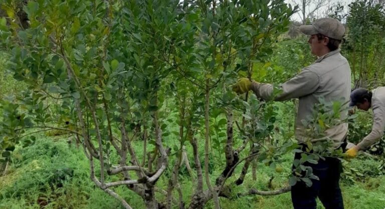 Yerba Mate: Intendentes siguen gestionando por mejora del precio de la materia prima imagen-43