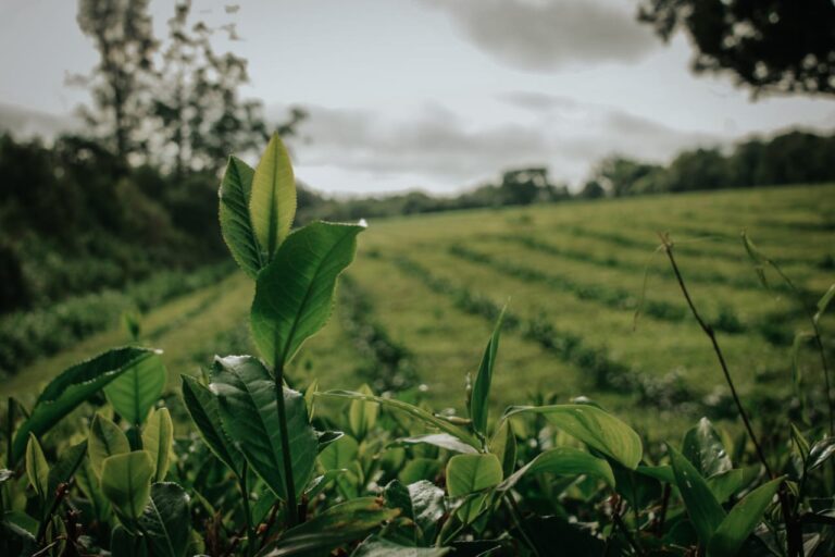 Producción orgánica: lanzan curso de formación para auditores internos Producción orgánica: lanzan curso de formación para auditores internos imagen-33