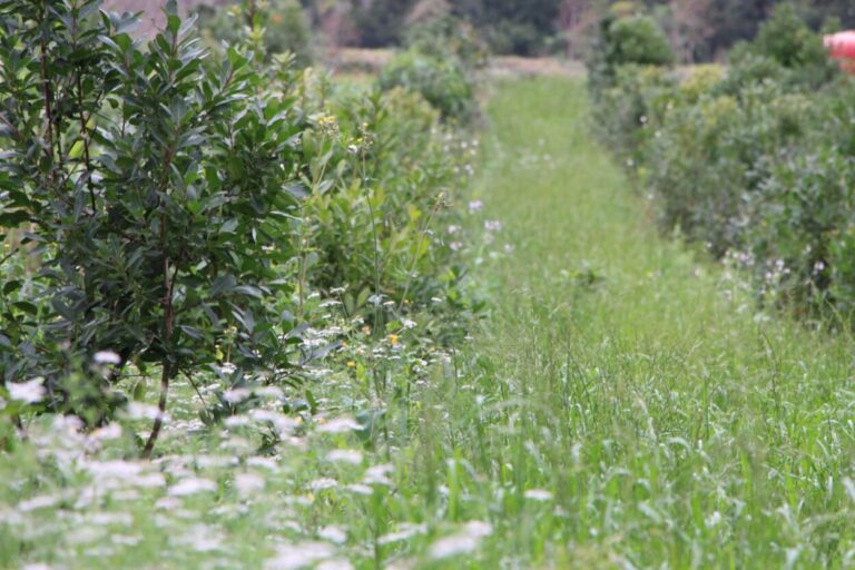 El Inym promueve prácticas amigables con el ambiente, sin el uso de agrotóxicos, para una producción de calidad y sostenida en el tiempo imagen-49