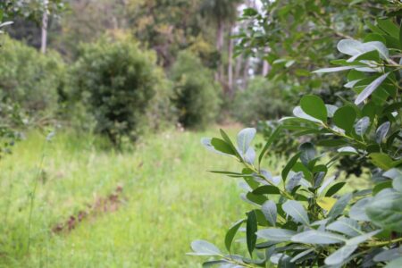 Convocatoria a entidades y asociaciones yerbateras para el Directorio del Inym Convocatoria a entidades y asociaciones yerbateras para el Directorio del Inym imagen-8