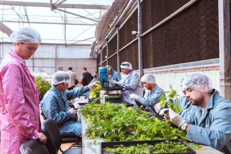 Cosecha de cannabis e innovación en el cultivo imagen-6