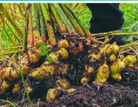 IMaC: cosecha de cultivo de jengibre IMaC: cosecha de cultivo de jengibre imagen-4