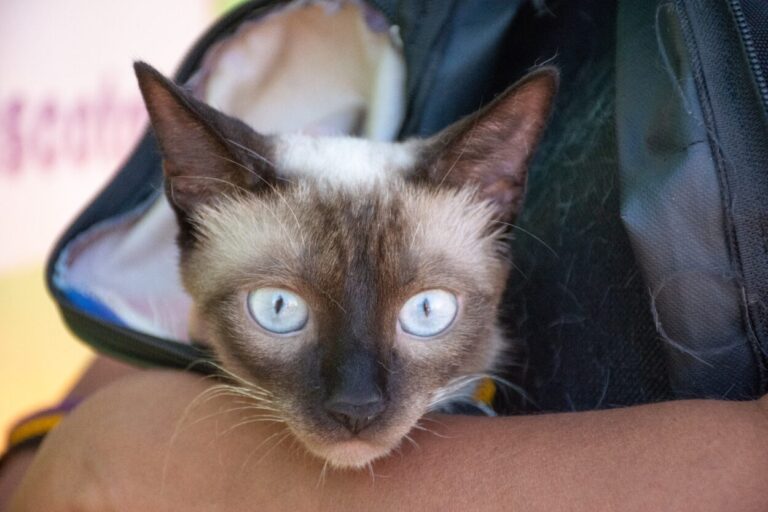 Sanidad Animal: cronograma de la semana de los operativos del Imusa en los barrios posadeños imagen-24