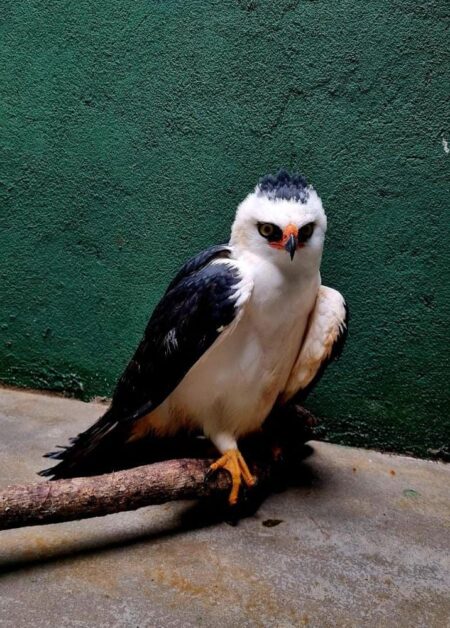 Rescataron un ejemplar de Águila Viuda hallado lastimado en una propiedad de General Alvear imagen-10