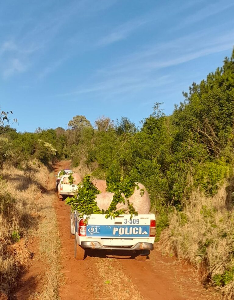 Policías rurales evitaron el robo de yerba mate a un colono y detuvieron al implicado imagen-37