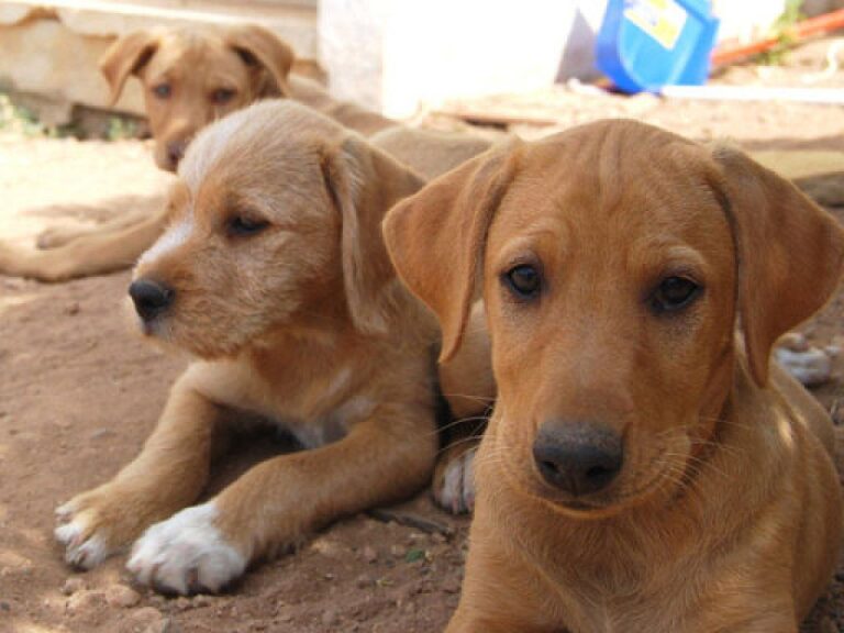 HCD y tenencia responsable de mascotas: "Un paso adelante para la protección de nuestros animales", destacan imagen-23