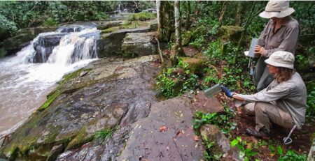 Detectan presencia de Anticuerpos contra Orthohantavirus en Roedores de Áreas Protegidas de Misiones imagen-6