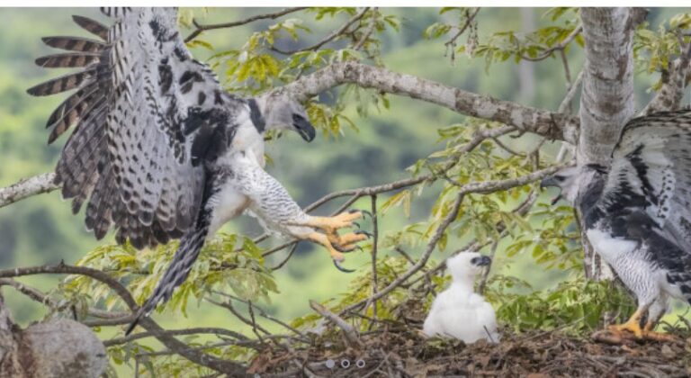 En Misiones viven alrededor de 500 especies de aves, "la mitad de todo lo que hay en el país" imagen-35