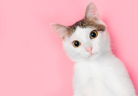 ¿Por qué le decimos michis a los gatos? El curioso origen de la palabra imagen-9