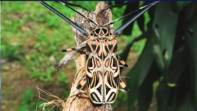 Legislan a favor de la preservación de especies de Escarabajo y Saltamontes de la selva misionera imagen-17