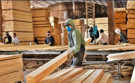 "Muchas de las industrias forestales de Misiones están haciendo la reconversión de pasar de madera nativa al pino y el eucalipto", señalan imagen-2
