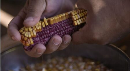 Este sábado, en Wanda, edición 27ma de la Feria Provincial de Semillas Este sábado, en Wanda, edición 27ma de la Feria Provincial de Semillas imagen-2