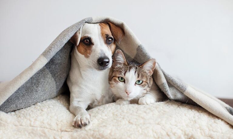 ¿Cuántas horas pueden quedarse solas tus mascotas en casa sin estresarse? imagen-28