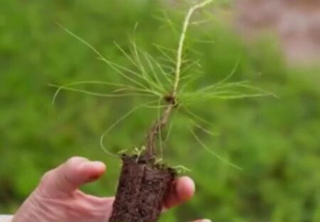 Alta demanda de plantines de pino del mercado interno e internacional proyecta mayor producción forestal imagen-3