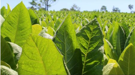 Tabaco: se abonará más de $400 millones el sábado 27 imagen-2