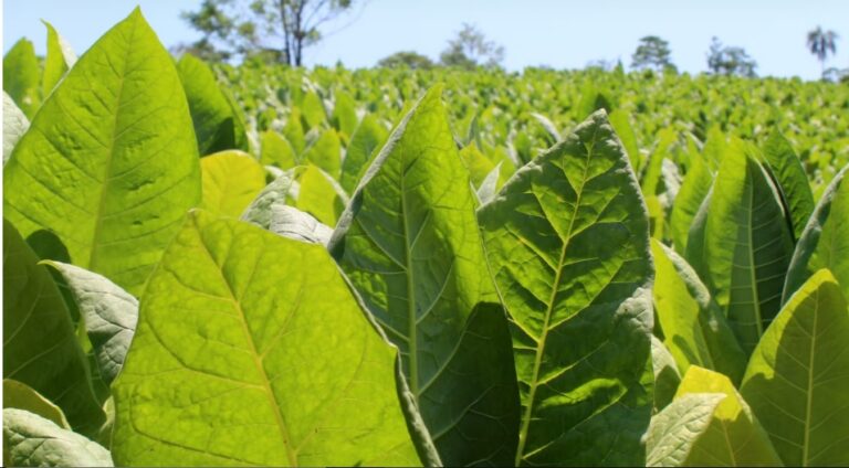 Tabaco: se abonará más de $400 millones el sábado 27 Tabaco: se abonará más de $400 millones el sábado 27 imagen-30