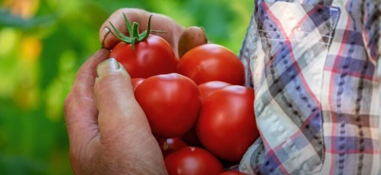 Durante junio, índice de precios de Ferias Francas en Posadas aumentó un 10,3% imagen-19