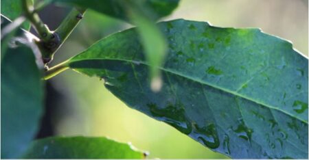 La derogación del Mercado Yerbatero en el Ruca no afecta los Registros del Inym, señalan La derogación del Mercado Yerbatero en el Ruca no afecta los Registros del Inym, señalan imagen-2