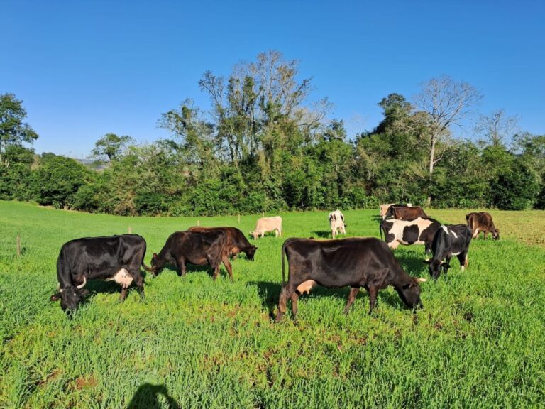 Iniciarán operativo sanitario para contar con datos actualizados sobre la prevalencia de brucelosis y tuberculosis en rodeos bovinos de Misiones imagen-15