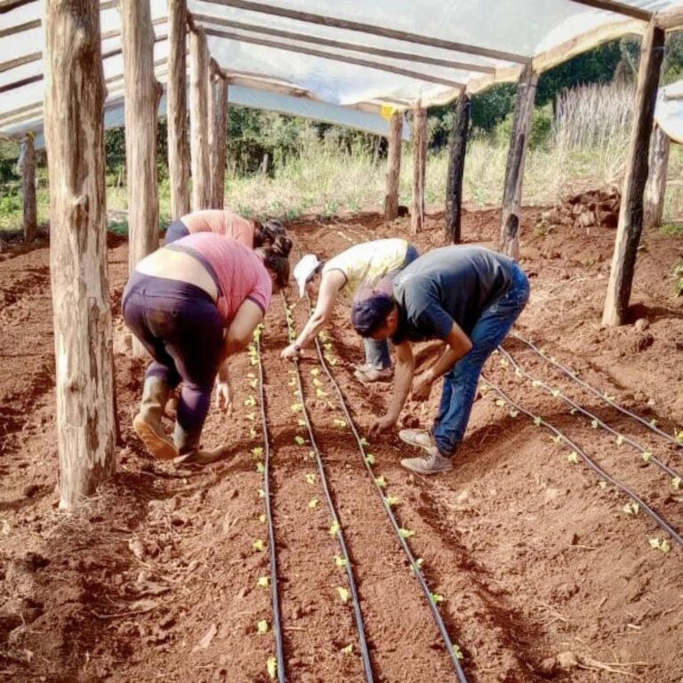 La unidad productiva 1 de Mayo en Comandante Andresito impulsa la agricultura sostenible y el desarrollo local imagen-15