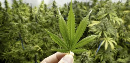 Modificaron el régimen de cannabis de uso medicinal: la inscripción al Reprocann y los rangos permitidos de cultivo Modificaron el régimen de cannabis de uso medicinal: la inscripción al Reprocann y los rangos permitidos de cultivo imagen-4