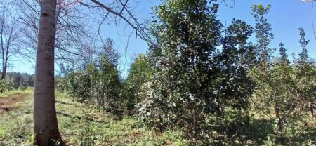 Implementan y estudian nuevo método de corte de Yerba Mate Implementan y estudian nuevo método de corte de Yerba Mate imagen-9