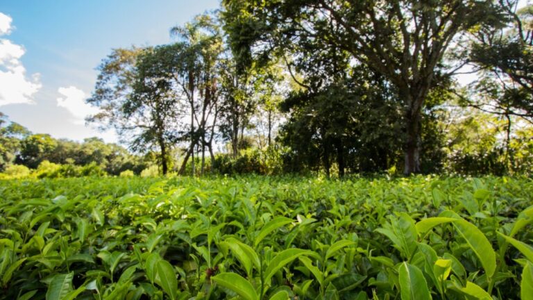 Misiones participará del evento “Cocina Abierta” en Buenos Aires imagen-31