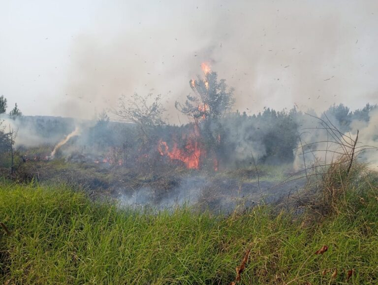 Incendio de malezas en San Ignacio imagen-5